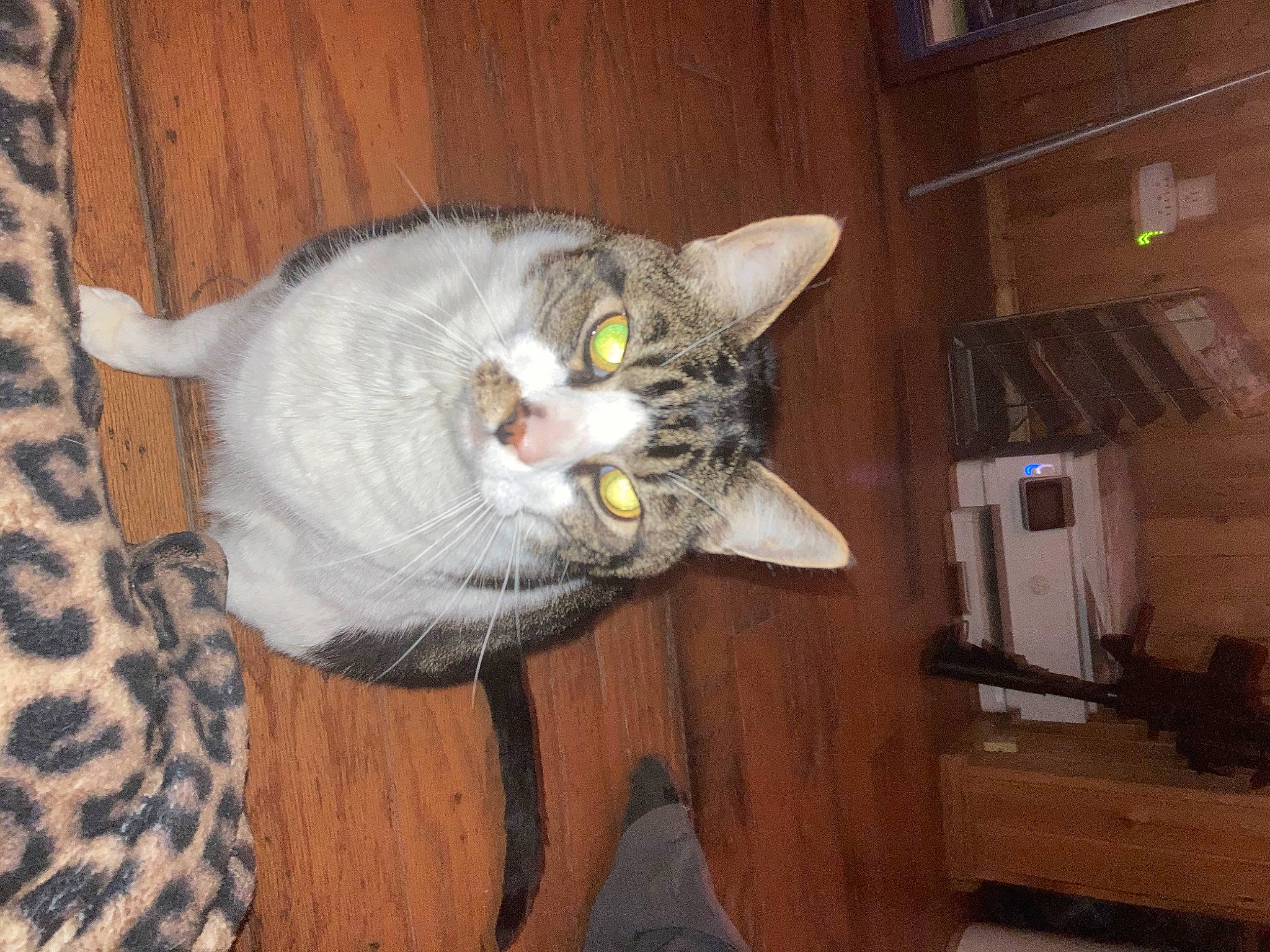 Tobias is registered to the contest to win money with this photo: carnivore, cat, domestic_short_haired_cat, door, felidae, flooring, fur, hardwood, shelf, shelving, small_to_medium_sized_cats, snout, tail, varnish, whiskers, wood, wood_stain