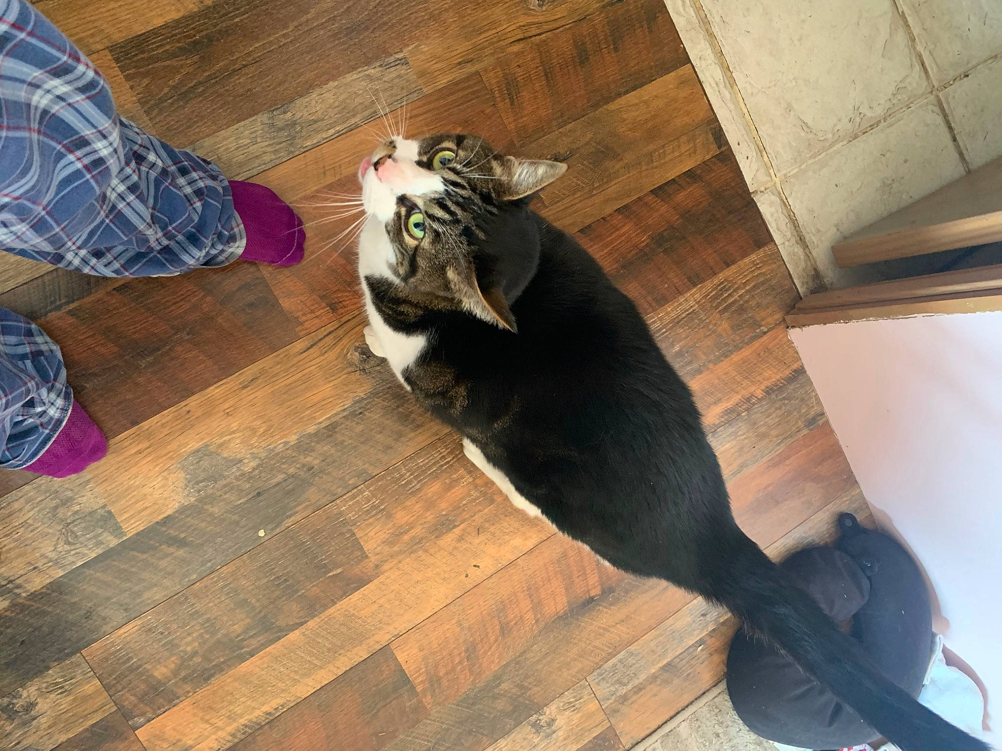 Tobias is registered to the contest to win money with this photo: brown, carnivore, cat, comfort, companion_dog, dog_breed, fawn, felidae, floor, flooring, hardwood, laminate_flooring, small_to_medium_sized_cats, snout, tail, varnish, whiskers, wood, wood_flooring, wood_stain