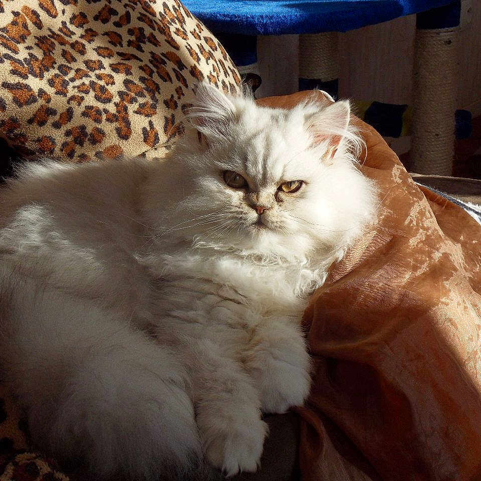 Nougat