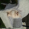 Nougat participe au concours pour gagner de l'argent avec cette photo :
