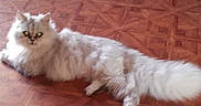 Nougat participe au concours pour gagner de l'argent avec cette photo :