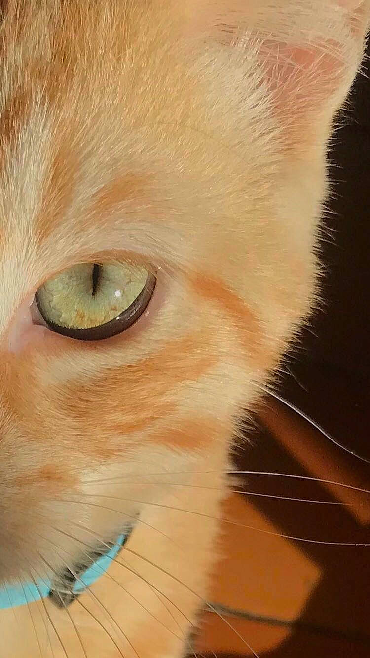 Simba participe au concours pour gagner de l'argent avec cette photo : carnivore, cat, domestic_short_haired_cat, ear, fawn, felidae, fur, iris, paw, small_to_medium_sized_cats, snout, tail, terrestrial_animal, whiskers