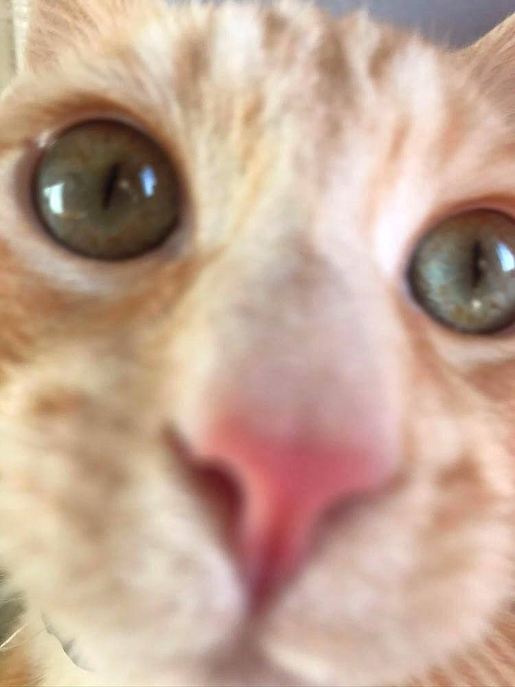 Simba participe au concours pour gagner de l'argent avec cette photo : carnivore, cat, close_up, domestic_short_haired_cat, ear, eye, fang, fawn, felidae, fur, iris, nose, paw, small_to_medium_sized_cats, snout, terrestrial_animal, whiskers, wildlife