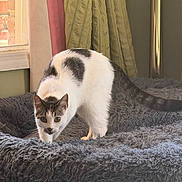Bobby is registered to the contest to win money with this photo: cat, white_cat, black markings, pet, animal, feline, indoors, blanket, bed, window, curtains, cozy, home, fur, whiskers, ears, green_eyes, standing, curious, portrait