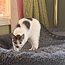 cat, white_cat, black markings, pet, animal, feline, indoors, blanket, bed, window, curtains, cozy, home, fur, whiskers, ears, green_eyes, standing, curious, portrait