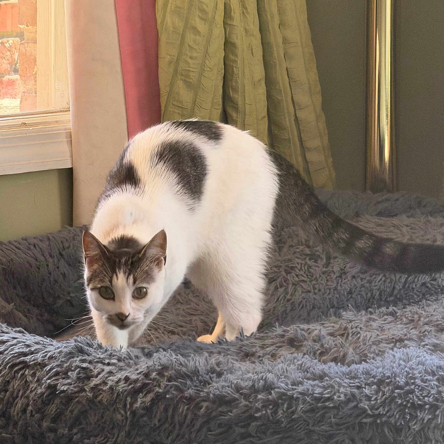 Bobby is registered to the contest to win money with this photo: cat, white_cat, black markings, pet, animal, feline, indoors, blanket, bed, window, curtains, cozy, home, fur, whiskers, ears, green_eyes, standing, curious, portrait