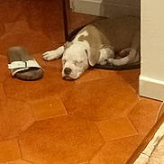 Chanel Morel participe au concours pour gagner de l'argent avec cette photo : puppy, dog, sleeping, floor, slipper, tile_floor, indoor, brown, white, resting, pet, small_table, basket, corner, cozy, home, domestic, animal, quiet, relaxation