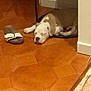 puppy, dog, sleeping, floor, slipper, tile_floor, indoor, brown, white, resting, pet, small_table, basket, corner, cozy, home, domestic, animal, quiet, relaxation