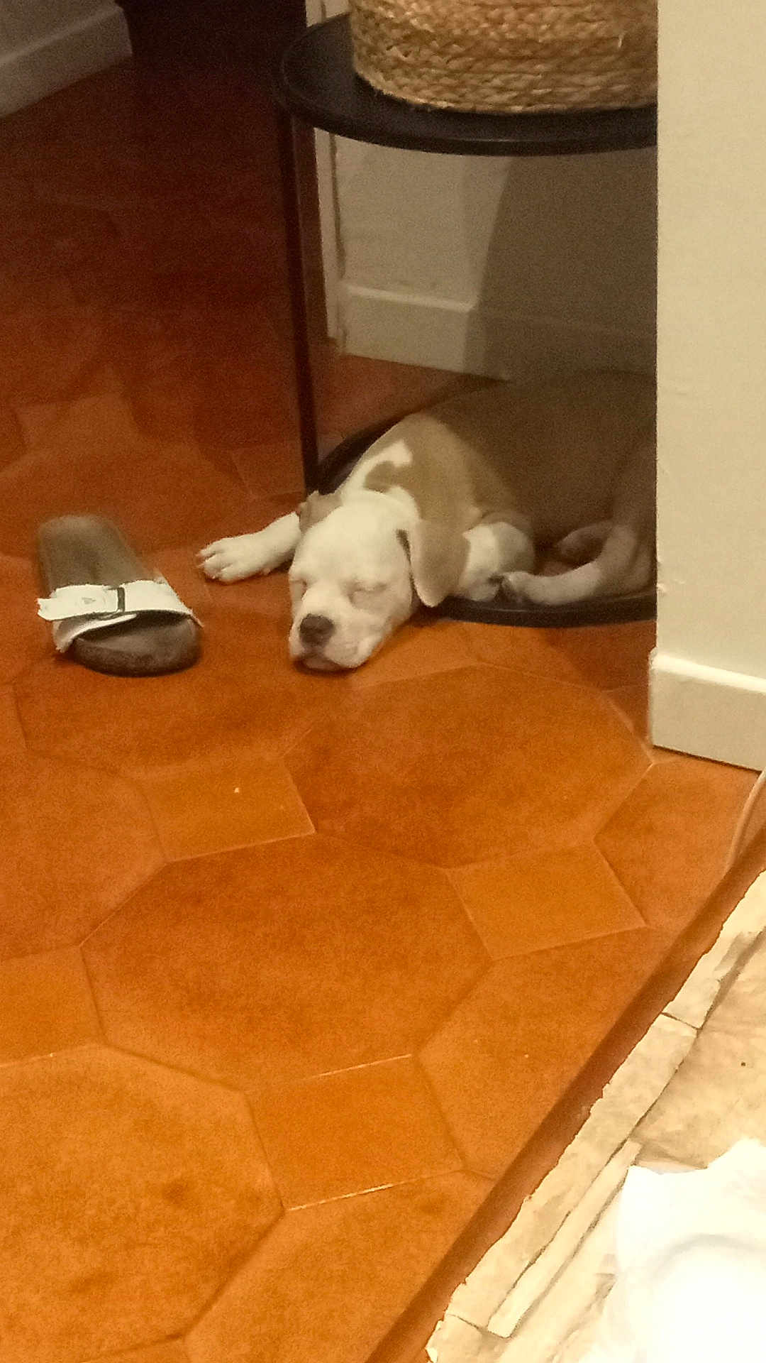 Chanel Morel participe au concours pour gagner de l'argent avec cette photo : puppy, dog, sleeping, floor, slipper, tile_floor, indoor, brown, white, resting, pet, small_table, basket, corner, cozy, home, domestic, animal, quiet, relaxation