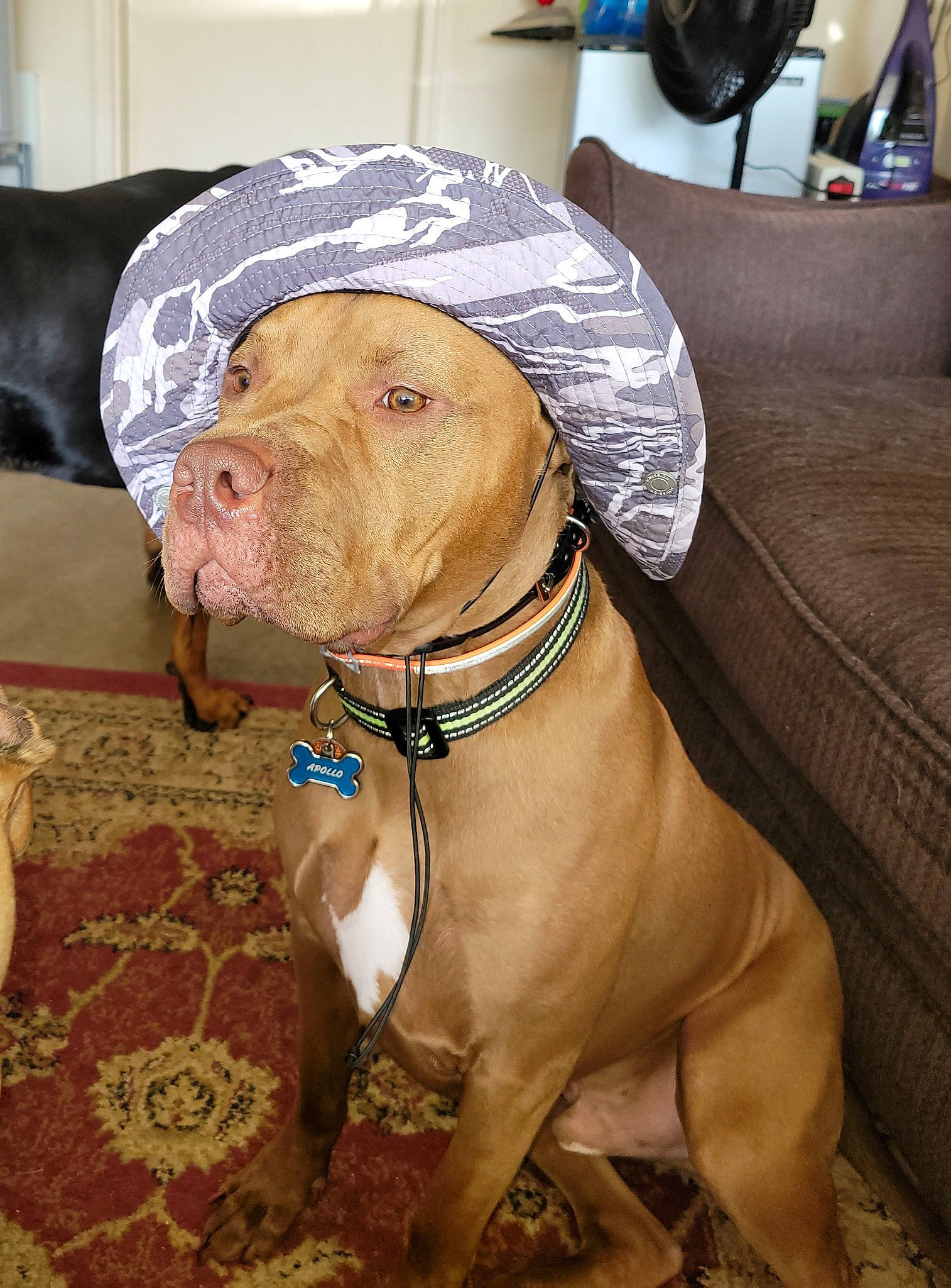 Apollo is registered to the contest to win money with this photo: canidae, carnivore, collar, companion_dog, dog, dog_breed, dog_collar, dog_supply, fawn, guard_dog, gun_dog, leash, liver, pet_supply, snout, sporting_group, varnish, working_animal, working_dog, wrinkle