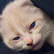 Destiny Penelope is registered to the contest to win money with this photo: kitten, cat, close_up, blue_eyes, fur, pet, sleepy, whiskers, cute, animal, face, young, cozy, resting, soft, feline, portrait, muzzle, nose, indoor
