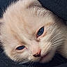 kitten, cat, close_up, blue_eyes, fur, pet, sleepy, whiskers, cute, animal, face, young, cozy, resting, soft, feline, portrait, muzzle, nose, indoor