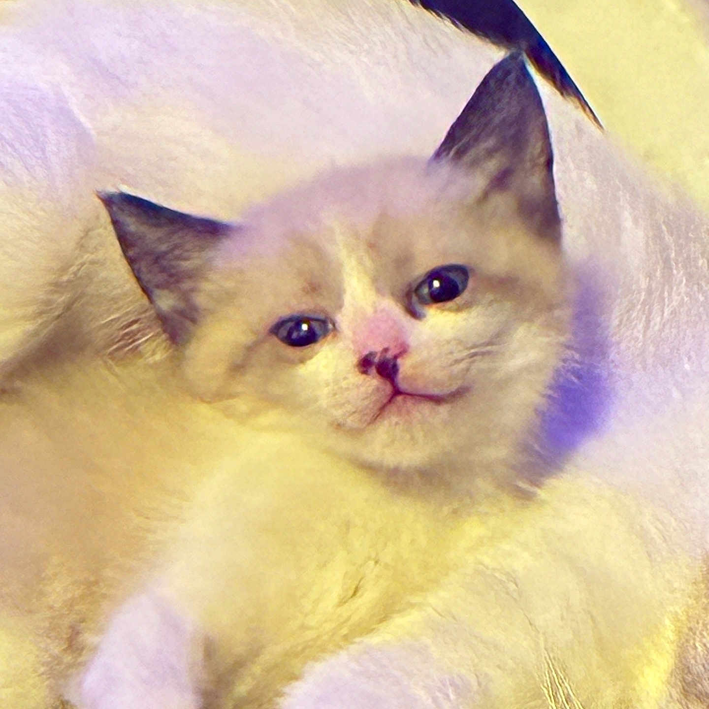 Destiny Penelope joined the competition — help win amazing prizes! kitten, cat, fluffy, white, ears, paw, cute, pet, animal, feline, soft, indoor, resting, closeup, young, curious, portrait, small, cozy, fur