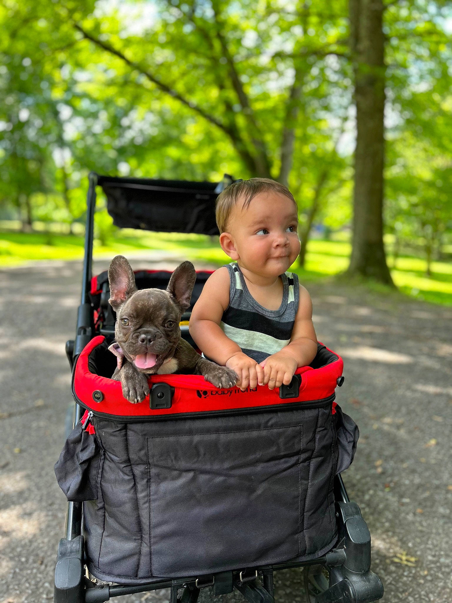 Adonai joined the competition — help win amazing prizes! baby, baby_carriage, bag, basket, carnivore, child, companion_dog, dog, dog_breed, fawn, grass, happy, leisure, luggage_and_bags, person, plant, recreation, sitting, toddler, travel