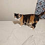 cat, calico_cat, bed, sheet, blanket, indoor, pet, feline, paw, tail, wall, curtain, patterned_curtain, domestic, walking, side_view, white_background, cozy, photography, household