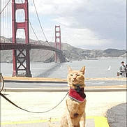 Julius Max is registered to the contest to win money with this photo: animal, bandana, bay, bridge, cat, cloudy_sky, golden_gate_bridge, landscape, leash, orange_cat, outdoor, person_in_background, pet, road, sidewalk, sitting, tourist_spot, urban, water, yellow_line