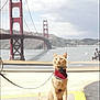 animal, bandana, bay, bridge, cat, cloudy_sky, golden_gate_bridge, landscape, leash, orange_cat, outdoor, person_in_background, pet, road, sidewalk, sitting, tourist_spot, urban, water, yellow_line