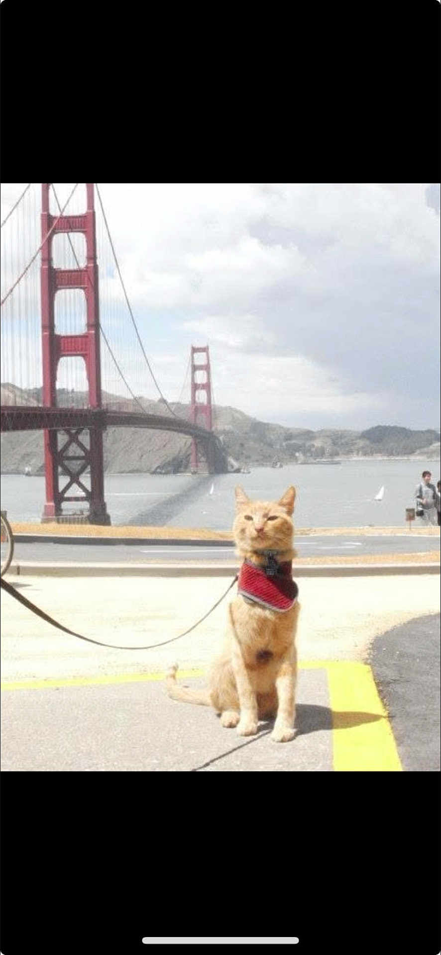 Julius Max is registered to the contest to win money with this photo: animal, bandana, bay, bridge, cat, cloudy_sky, golden_gate_bridge, landscape, leash, orange_cat, outdoor, person_in_background, pet, road, sidewalk, sitting, tourist_spot, urban, water, yellow_line