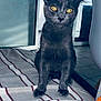 Cléo a rejoint le concours — aidez-le/la à gagner de superbes lots ! cat, indoor, black_cat, striped_fabric, yellow_eyes, sitting, pet, animal, domestic_cat, feline, floor_tiles, glass_door, furniture, tail, curious, alert, close_up, portrait, household, cute