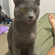Cléo participe au concours pour gagner de l'argent avec cette photo : cat, gray_cat, yellow_eyes, indoor, bed, furniture, person_leg, curious, pet, animal, fur, whiskers, sitting, looking, domestic_cat, closeup, portrait, home, soft_light, relaxed