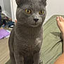 cat, gray_cat, yellow_eyes, indoor, bed, furniture, person_leg, curious, pet, animal, fur, whiskers, sitting, looking, domestic_cat, closeup, portrait, home, soft_light, relaxed