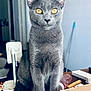 Cléo participe au concours pour gagner de l'argent avec cette photo : cat, gray_cat, amber_eyes, pet, animal, feline, sitting, table, indoor, household, clutter, cardboard_box, book, lamp, mop, curious, portrait, closeup, fur, whiskers