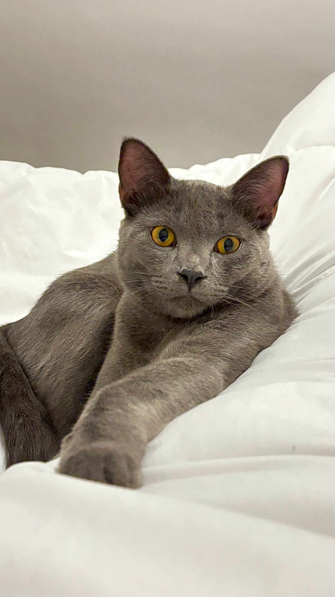 Cléo participe au concours pour gagner de l'argent avec cette photo : cat, gray_cat, pet, feline, animal, bed, white_bedspread, indoor, relaxed, paw, fur, whiskers, ears, yellow_eyes, close_up, portrait, domestic_cat, cute, resting, cozy