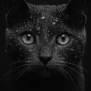 Cléo participe au concours pour gagner de l'argent avec cette photo : animal, animal_portrait, black_and_white, black_cat, cat, close_up, cute, dark_background, detailed, eyes, fur, intense_gaze, monochrome, mystical, pet, portrait, sharp_focus, water_droplets, wet_fur, whiskers