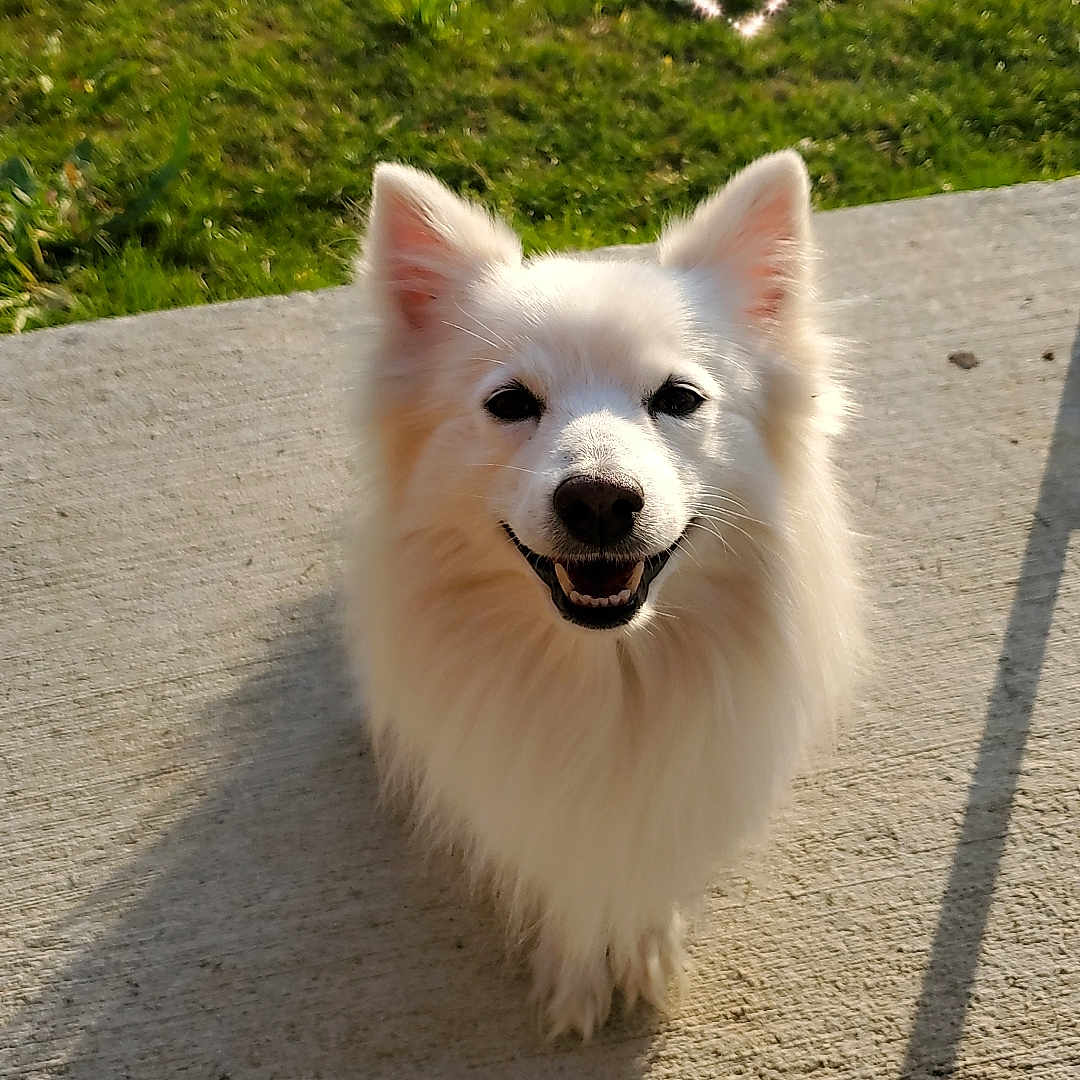 Flocon a rejoint le concours — aidez-le/la à gagner de superbes lots ! animal, bird, canine, cockerspaniel, dog, eskimodog, flagstone, grass, heart, papillon, path, pet, plant, puppy, terrier, walkway, whitedog