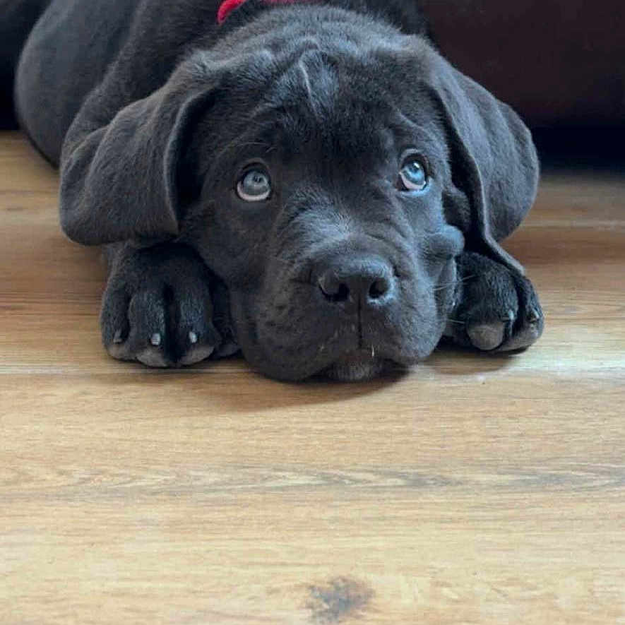 Arés participe au concours pour gagner de l'argent avec cette photo : animal, black_dog, blanket, collar, couch, cute, dog, ears, expression, floor, home, indoors, looking_up, lying_down, nose, paws, pet, puppy, wooden_floor, young_dog