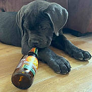 Arés a rejoint le concours — aidez-le/la à gagner de superbes lots ! puppy, dog, bottle, wooden_floor, couch, indoor, pet, animal, playing, curious, brown, floor, canine, young_dog, domestic_animal, laying_down, snout, paws, fur, relaxed