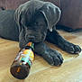 puppy, dog, bottle, wooden_floor, couch, indoor, pet, animal, playing, curious, brown, floor, canine, young_dog, domestic_animal, laying_down, snout, paws, fur, relaxed