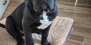 Arés a rejoint le concours — aidez-le/la à gagner de superbes lots ! puppy, dog, black_dog, pet, indoor, living_room, mat, wooden_floor, furniture, cozy, cute, animal, young_dog, sitting, looking_up, domestic, home, floor, table, couch