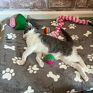 Bella a rejoint le concours — aidez-le/la à gagner de superbes lots ! kitten, sleeping, pet_toy, ball, blanket, paw_print, pink, green, striped, gray, white, floor, wooden_floor, brick_wall, resting, indoor, cute, feline, animal, cozy