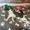 animal, ball, blanket, brick_wall, cozy, cute, feline, floor, gray, green, indoor, kitten, paw_print, pet_toy, pink, resting, sleeping, striped, white, wooden_floor