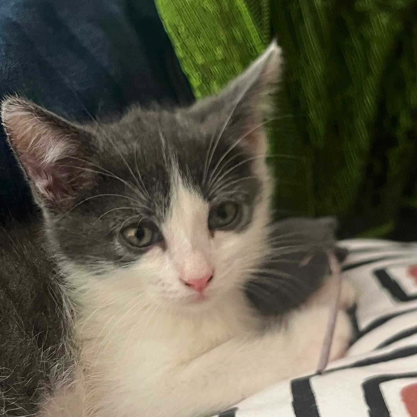 Bella