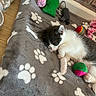 Bella participe au concours pour gagner de l'argent avec cette photo : kitten, sleeping, gray_blanket, paw_prints, cat_toys, colorful_balls, mouse_toy, wooden_floor, brick_wall, cozy, pet, indoor, cute, small_animal, resting, feline, fur, domestic_cat, playtime, soft
