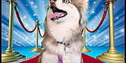 Maya joined the competition — help win amazing prizes! advertisement, animal, book, canine, comics, disk, dog, dvd, envelope, eskimodog, fashion, greetingcard, husky, mail, nutcracker, pet, poster, publication, puppy, text
