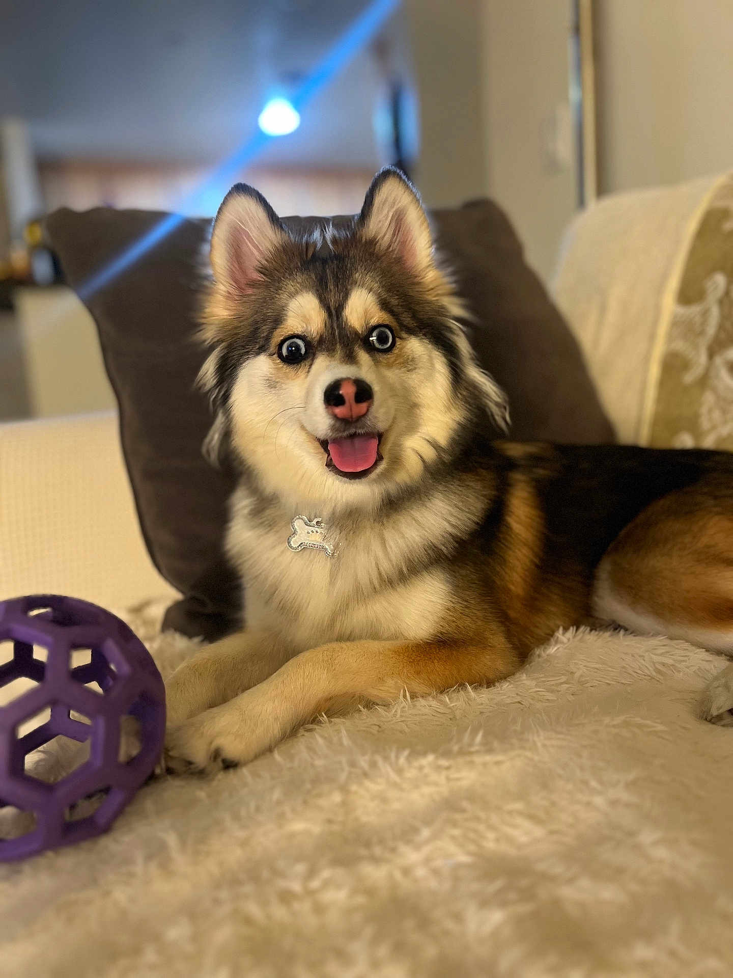 Maya joined the competition — help win amazing prizes! animal, architecture, ball, bodypart, building, canine, couch, dog, eskimodog, football, furniture, husky, mouth, person, pet, puppy, soccer, soccerball, sphere, sport