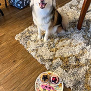 Maya joined the competition — help win amazing prizes! animal, birthdaycake, cake, canine, cream, dessert, dog, dogbed, eskimodog, food, furniture, homedecor, husky, people, person, pet, plate, puppy, rug, table