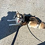 Maya joined the competition — help win amazing prizes! accessories, animal, canine, clothing, dog, eskimodog, footwear, hound, husky, leash, path, pet, puppy, road, shoe, sidewalk, slate, sneaker, strap, tarmac