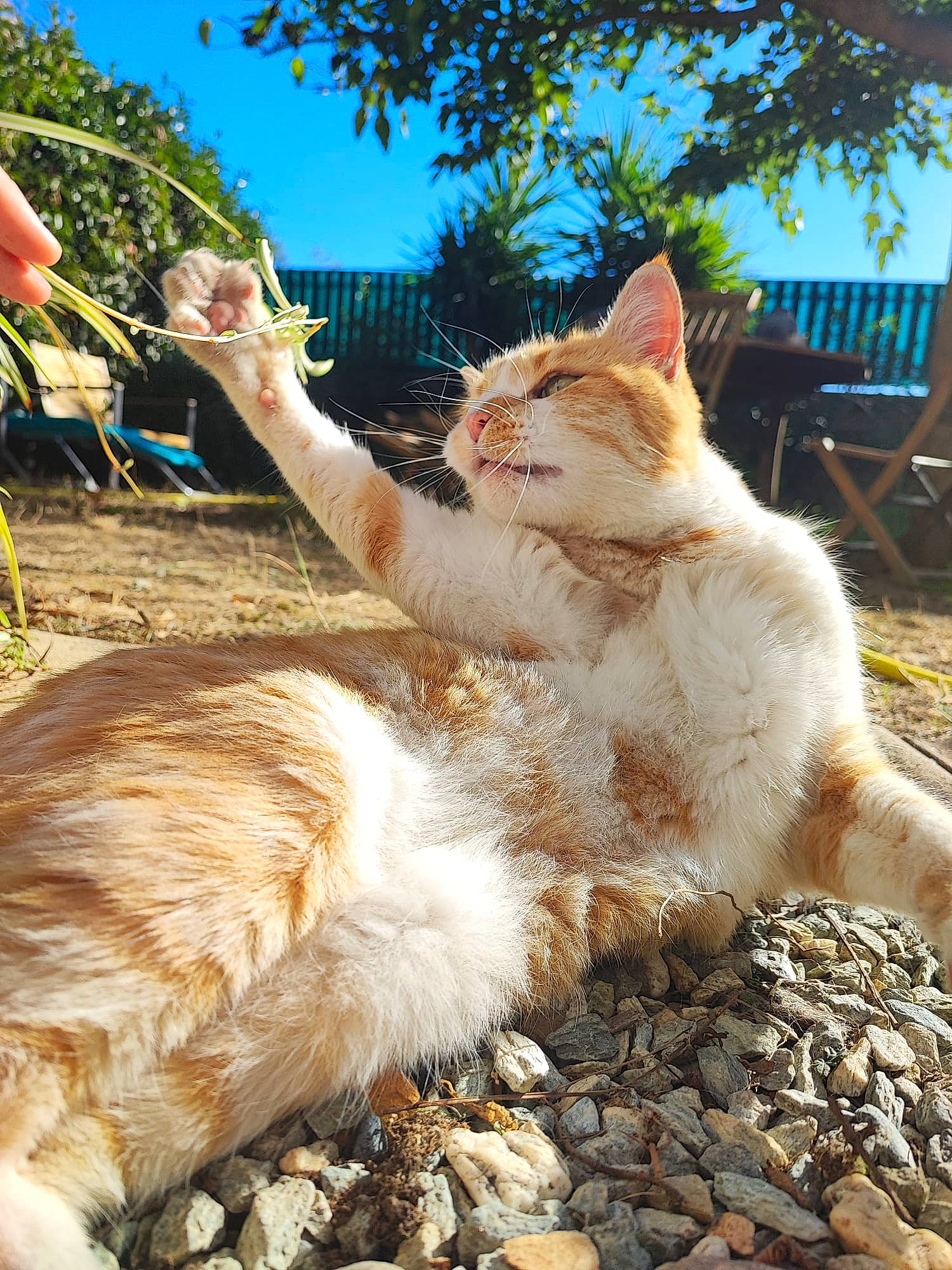 Biscuit participe au concours pour gagner de l'argent avec cette photo : carnivore, cat, chair, domestic_short_haired_cat, fawn, felidae, fur, grass, human_leg, leisure, plant, sand, sitting, sky, small_to_medium_sized_cats, soil, tail, tree, whiskers, wildlife
