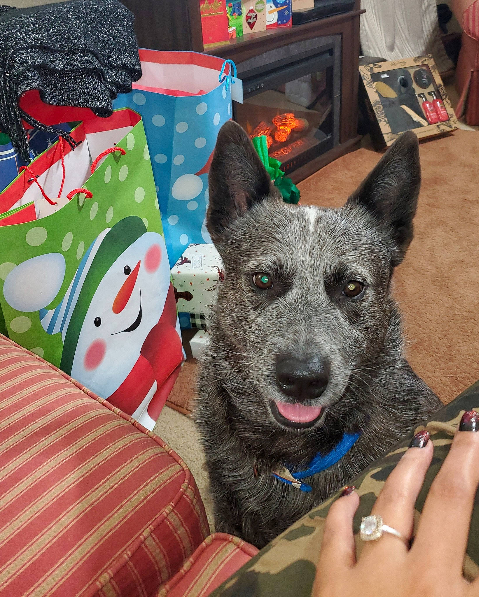 Rufio is registered to the contest to win money with this photo: australian_cattle_dog, australian_stumpy_tail_cattle_dog, canidae, carnivore, dog, dog_breed, dutch_shepherd_dog, formosan_mountain_dog, herding_dog, mammal, norwegian_elkhound, rare_breed_dog, vertebrate, working_dog