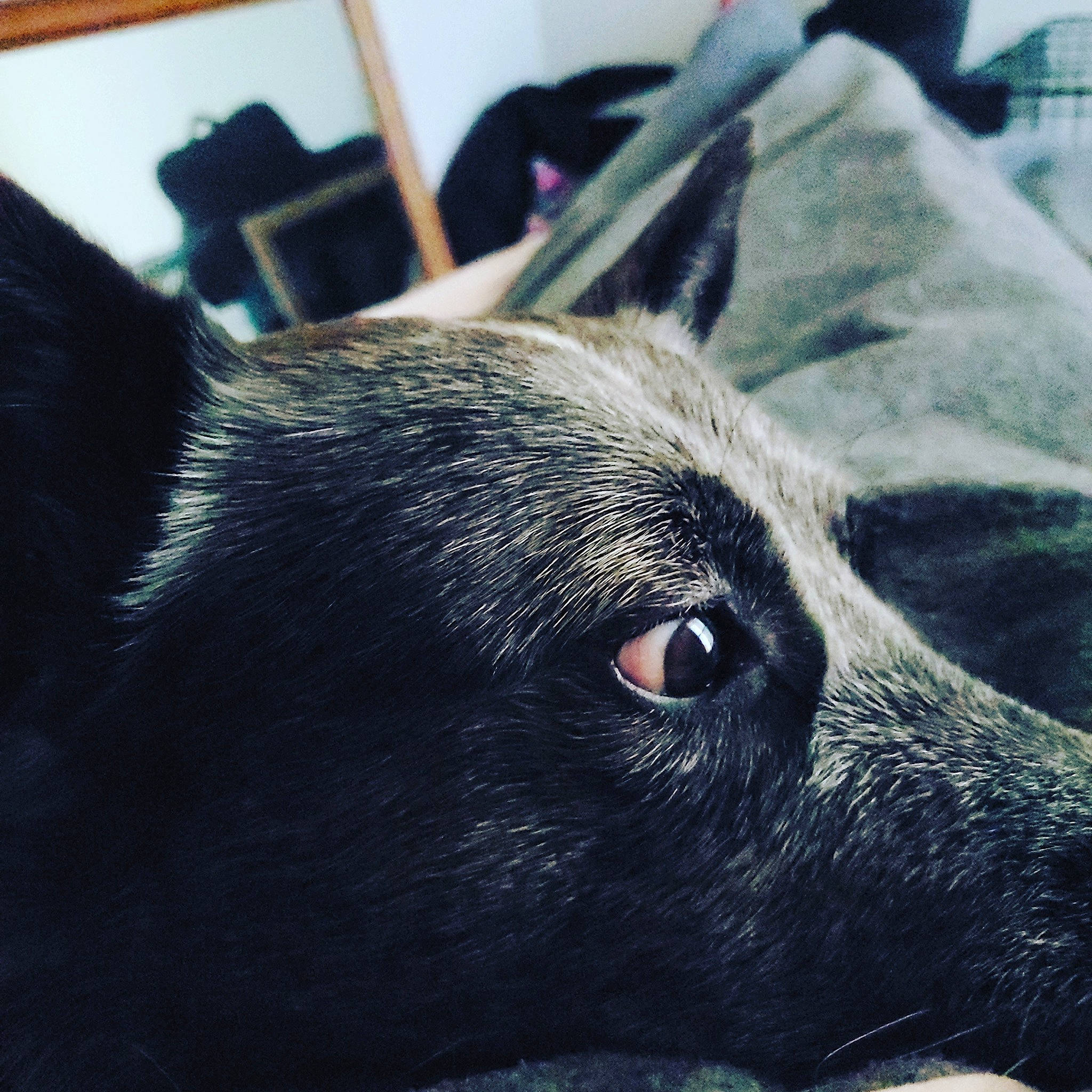 Rufio joined the competition — help win amazing prizes! canidae, carnivore, close_up, dog, dog_breed, ear, eye, fur, head, mammal, nose, organ, patterdale_terrier, snout, sporting_group, whiskers