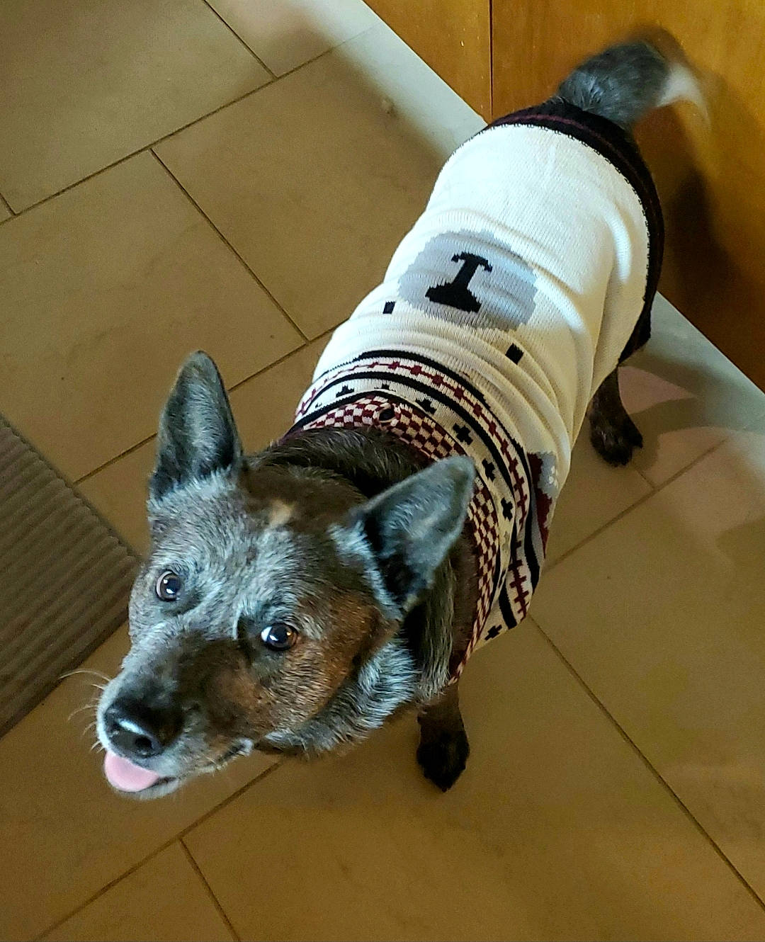 Rufio joined the competition — help win amazing prizes! australian_cattle_dog, canidae, carnivore, companion_dog, dog, dog_breed, dog_clothes, floor, flooring, mammal, snout, sporting_group, vertebrate, working_dog