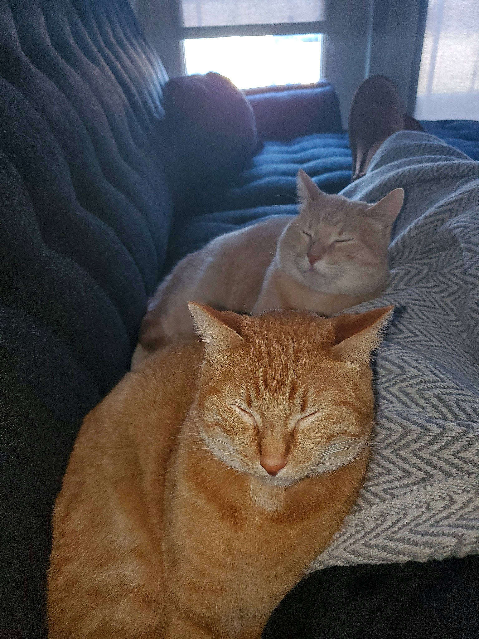 Maverick And Goose joined the competition — help win amazing prizes! arabian_mau, asian, australian_mist, carnivore, cat, chausie, domestic_short_haired_cat, european_shorthair, fawn, felidae, fur, german_rex, kitten, mammal, small_to_medium_sized_cats, tabby_cat, vertebrate, whiskers