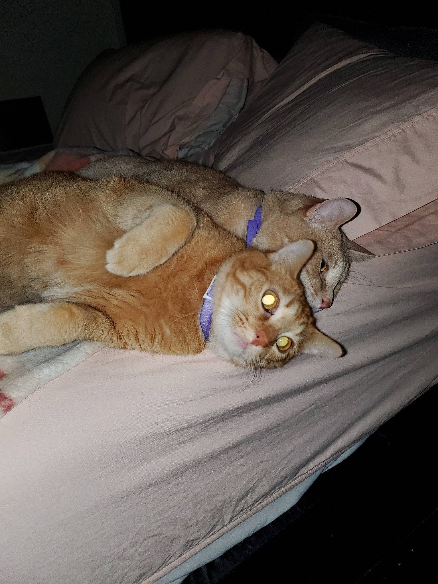 Maverick And Goose joined the competition — help win amazing prizes! carnivore, cat, european_shorthair, fawn, felidae, fur, sleep, small_to_medium_sized_cats, whiskers