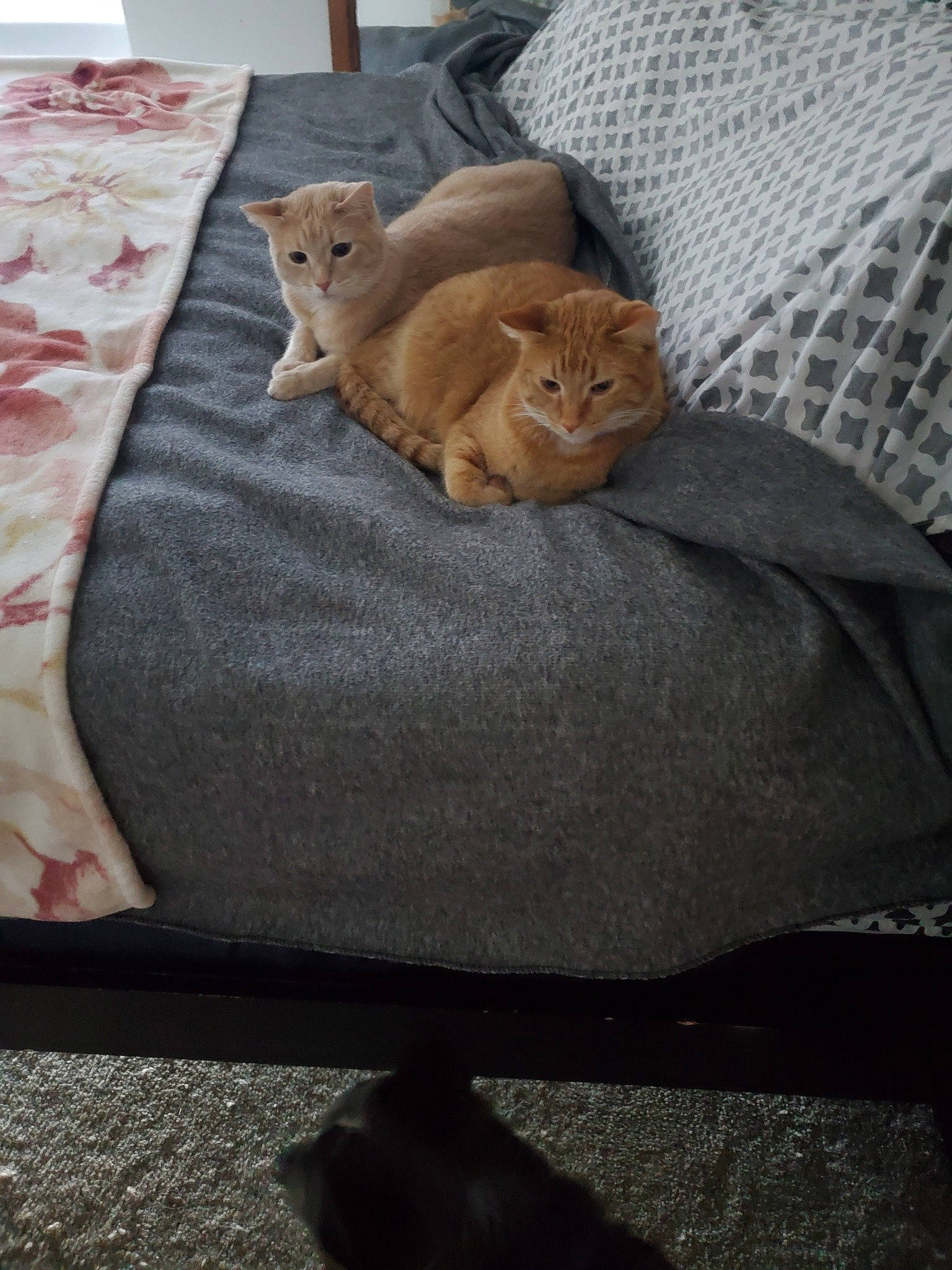 Maverick And Goose joined the competition — help win amazing prizes! asian, bed_sheet, bedding, beige, blanket, british_shorthair, carnivore, cat, chausie, comfort, fawn, felidae, fur, furniture, kitten, linens, small_to_medium_sized_cats, textile, whiskers
