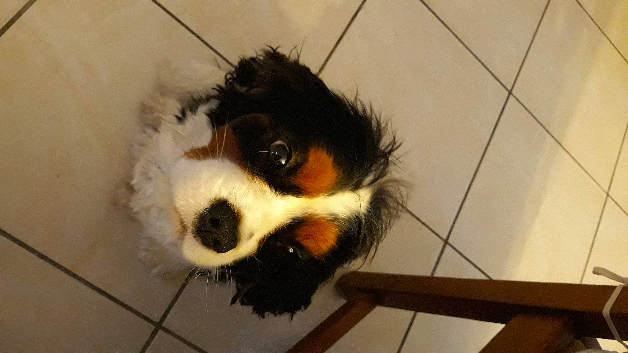 Rainbow participe au concours pour gagner de l'argent avec cette photo : bernese_mountain_dog, carnivore, cavalier_king_charles_spaniel, claw, companion_dog, dog, dog_breed, flooring, fur, red_panda, snout, tail, terrestrial_animal, tile_flooring, toy, vertebrate, whiskers, wood, working_animal, working_dog