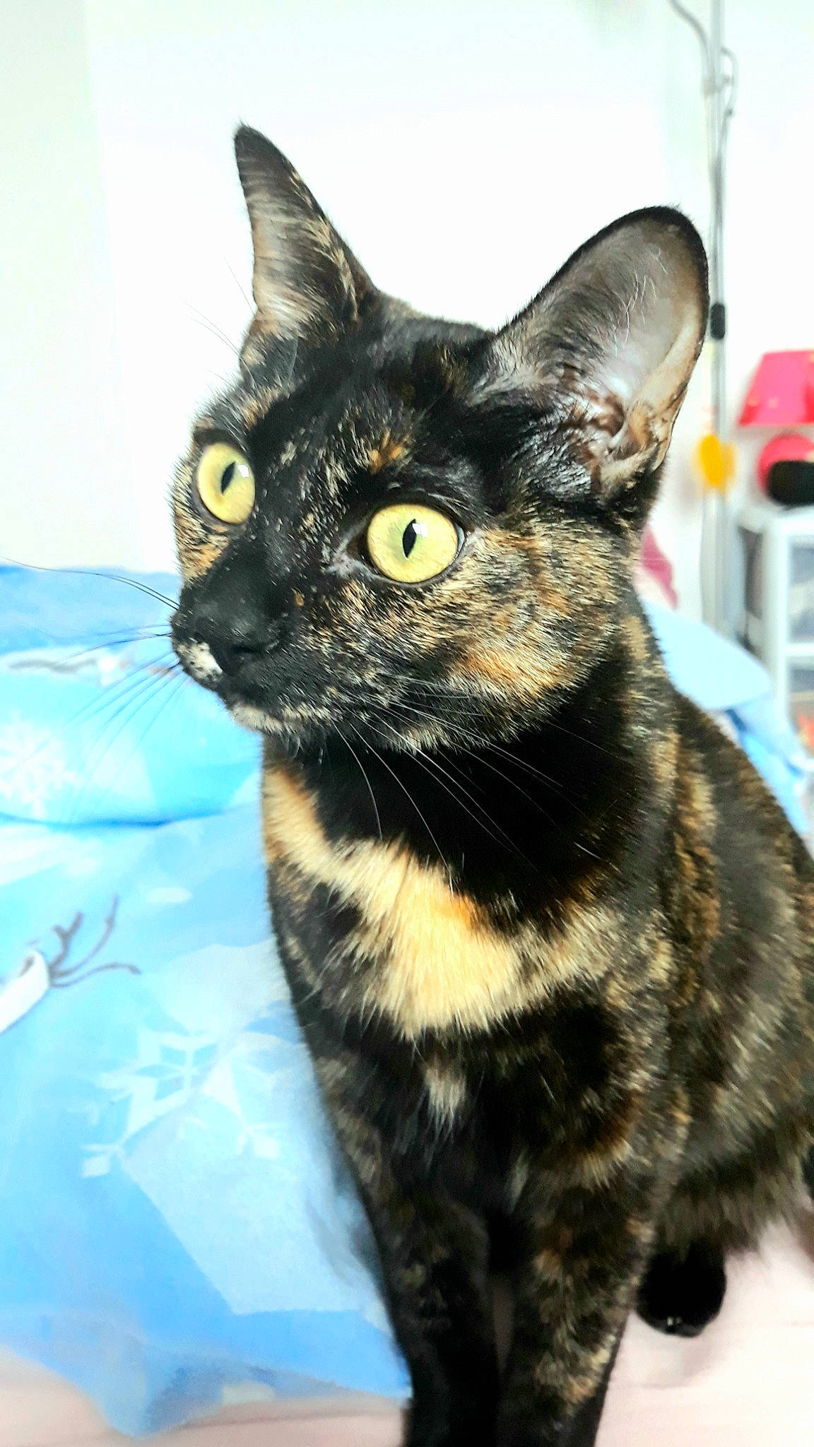 Palma De Majorque a rejoint le concours — aidez-le/la à gagner de superbes lots ! black_cat, carnivore, cat, claw, collar, domestic_short_haired_cat, ear, felidae, fur, paw, small_to_medium_sized_cats, snout, tail, terrestrial_animal, tree, whiskers